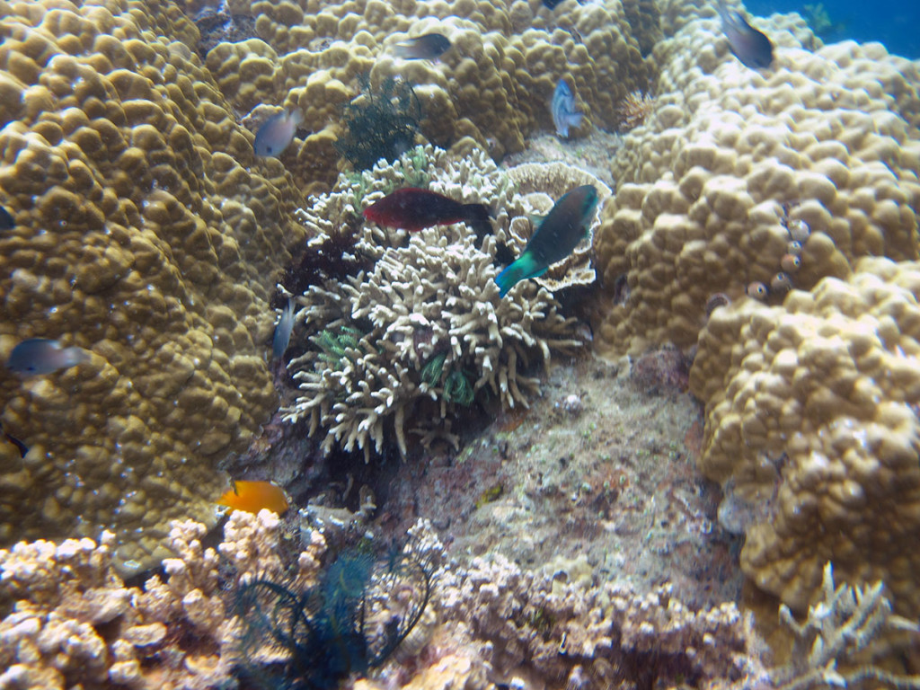 Ikan warna-warni yang berebang di antara terumbu karang ini tak pernah bikin bosen