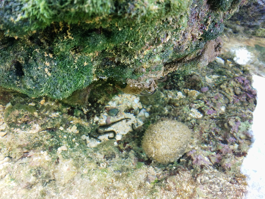 Ada bintang ular ngumpet di bawah karang, di sini kita dengan mudah menemukan makhluk laut karena pantainya masih bersih dan jarang dijamah a.k.a masih perawan