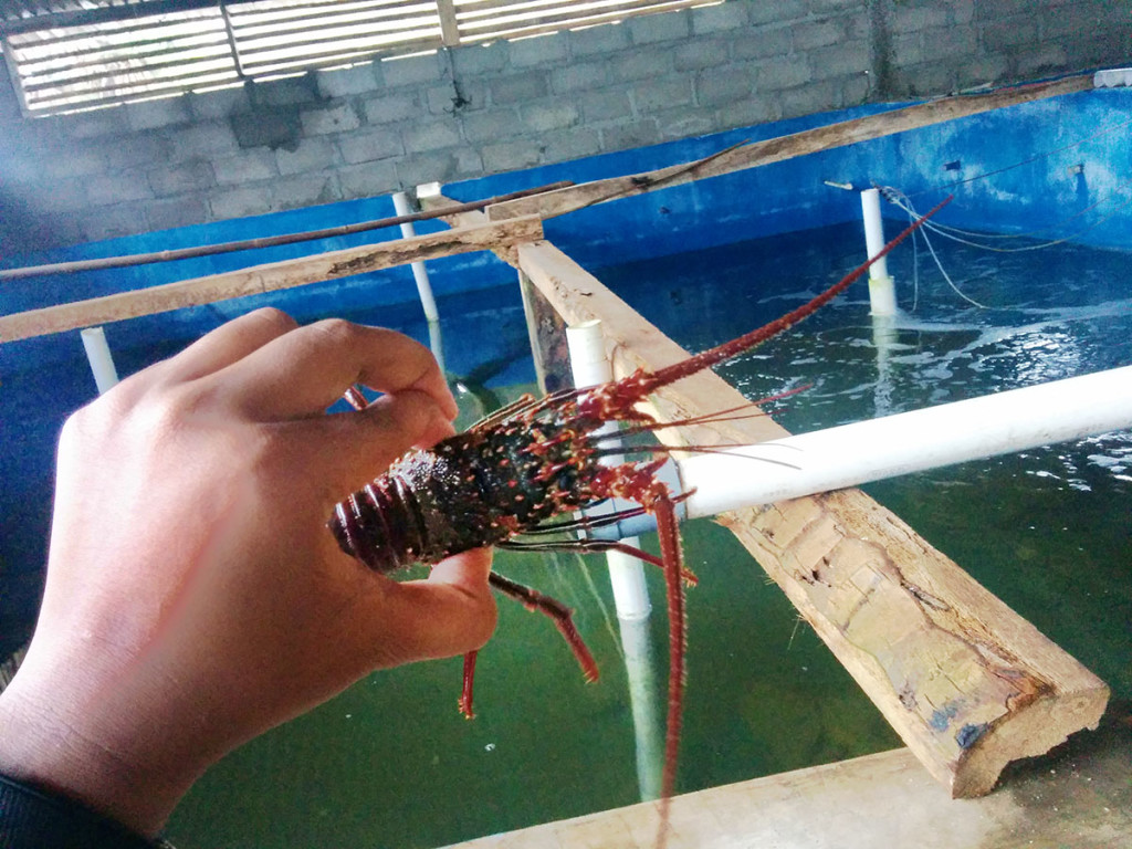 lobster hidup di pantai sepanjang