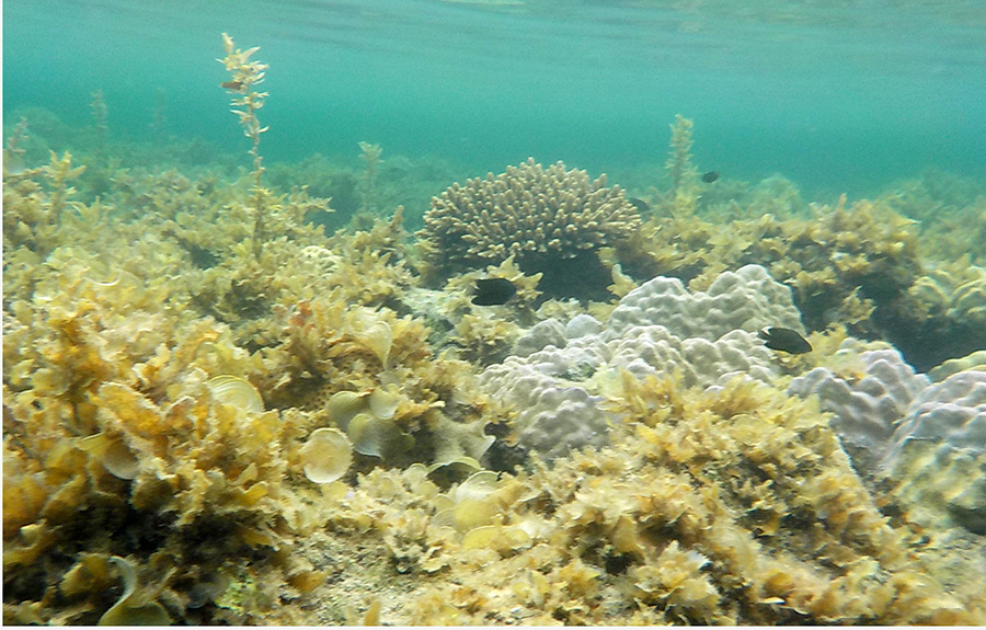 Pemandangan underwater di salah satu spot snorkeling di Belitung